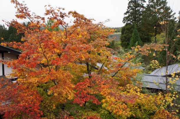 2017年　紅葉情報7