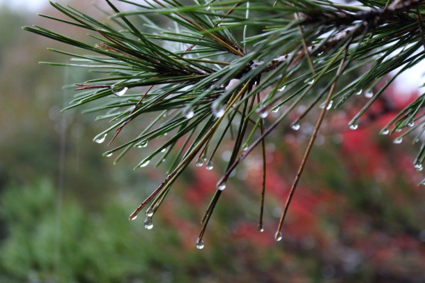 雨模様。