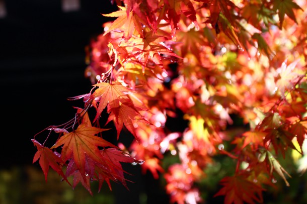 朝霧。