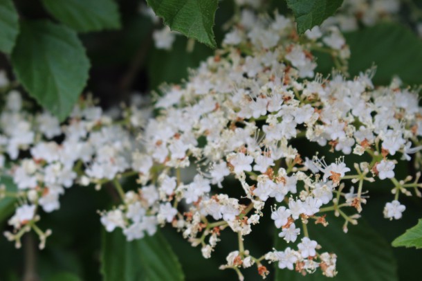 花と蜜蜂。