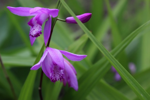 花と蜜蜂。