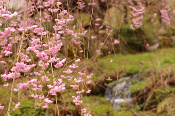 5月10日の桜。