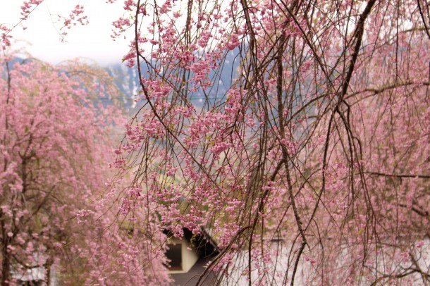 5月10日の桜。