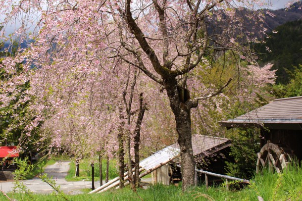 5月10日の桜。