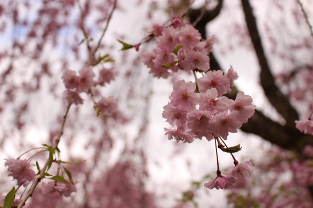 5月10日の桜。