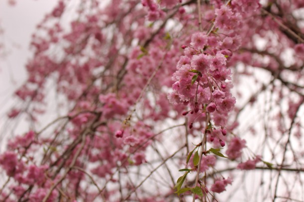 5月10日の桜。