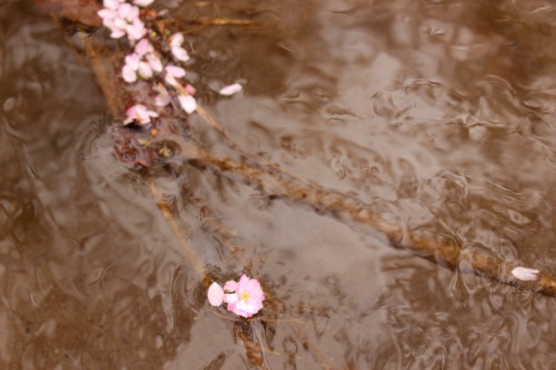 5月10日の桜。