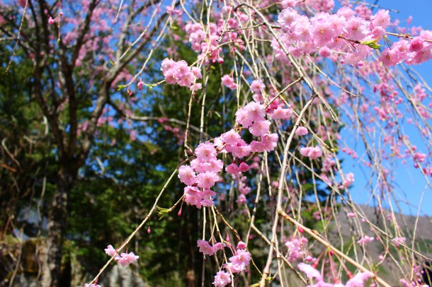 枝垂桜が見頃です。