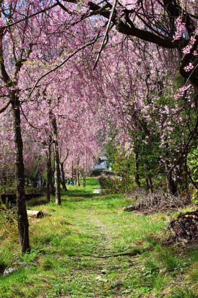 枝垂桜が見頃です。