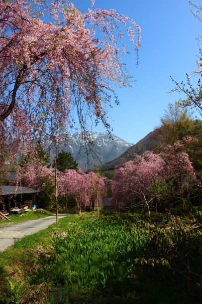 枝垂桜が見頃です。