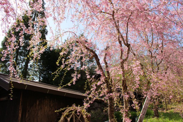 枝垂桜が見頃です。