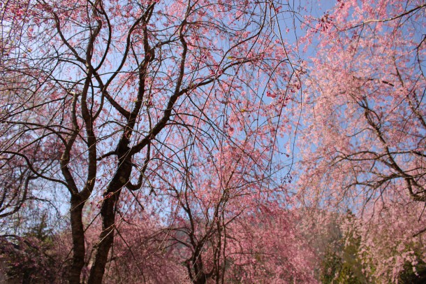 枝垂桜が見頃です。