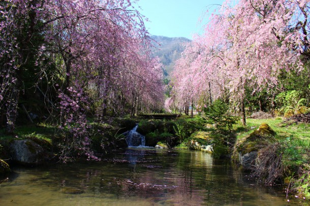 枝垂桜が見頃です。