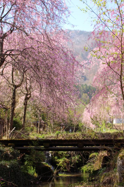 枝垂桜が見頃です。