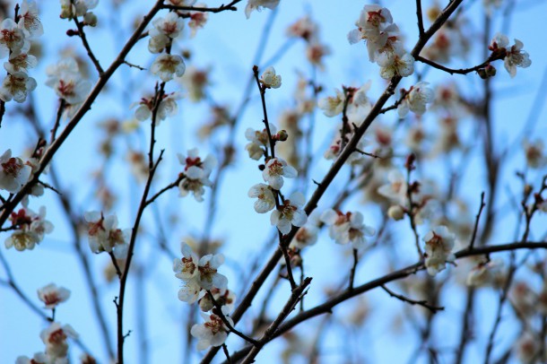 桜の花が咲きました。