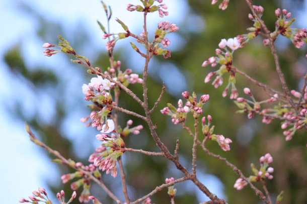 桜の花が咲きました。