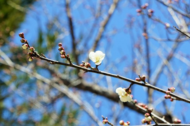 梅の花が咲きました。