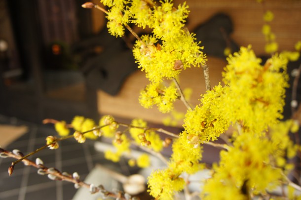 梅の花が咲きました。