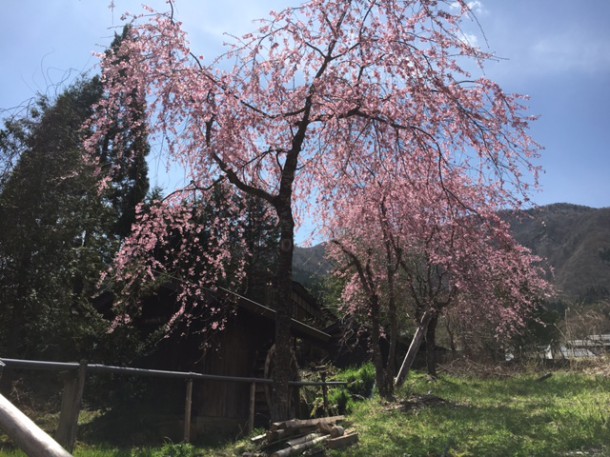 福地温泉の桜が見頃を迎えております♪