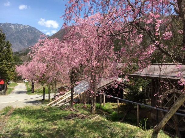 福地温泉の桜が見頃を迎えております♪