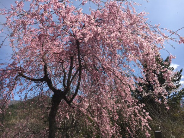 福地温泉の桜が見頃を迎えております♪