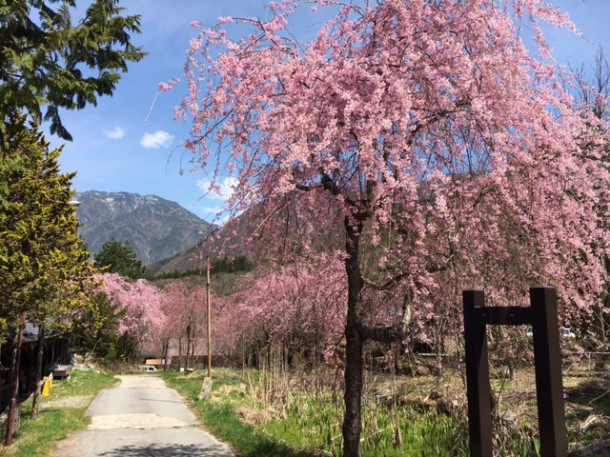 福地温泉の桜が見頃を迎えております♪