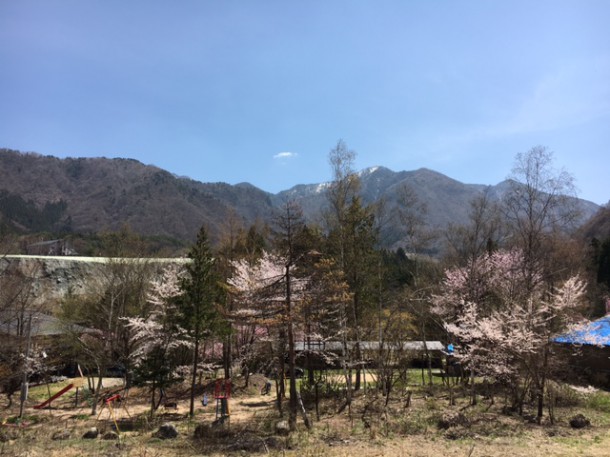 福地温泉の桜が見頃を迎えております♪