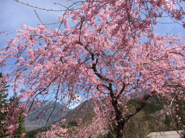 福地温泉の桜が見頃を迎えております♪