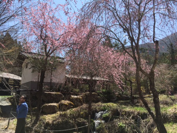 福地温泉の桜が見頃を迎えております♪