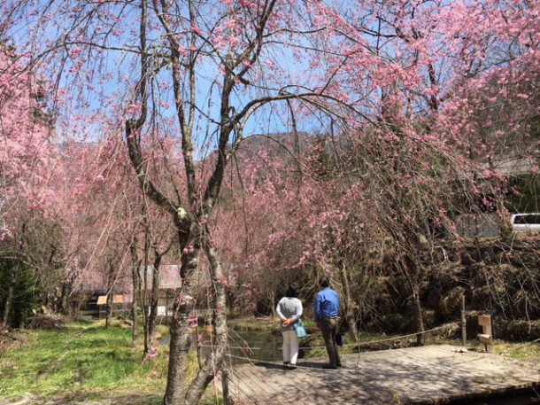 福地温泉の桜が見頃を迎えております♪