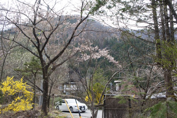 桜が咲き始めました