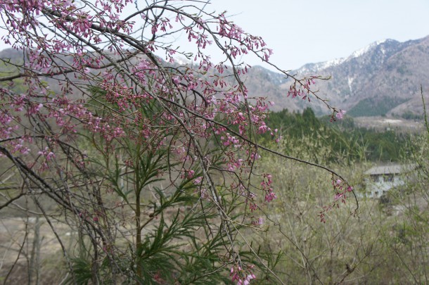 桜が咲き始めました