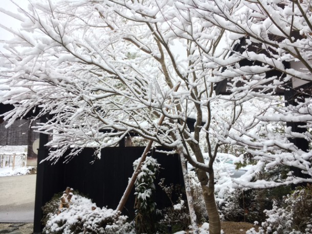 なごり雪♪