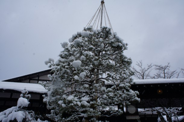 美しい雪景色になりました。