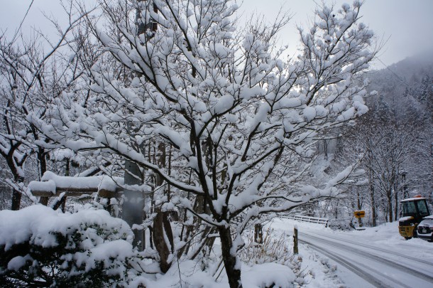 美しい雪景色になりました。