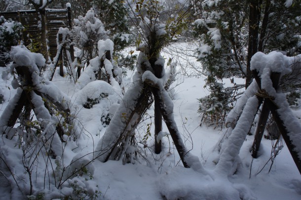 今冬2度目！雪が積もりました。