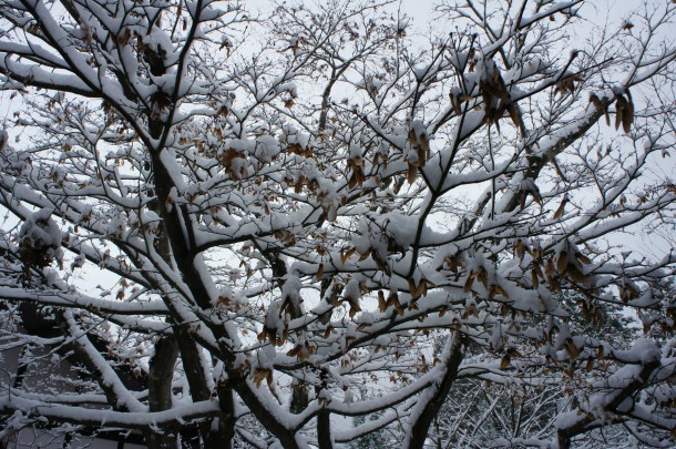 初雪続報！