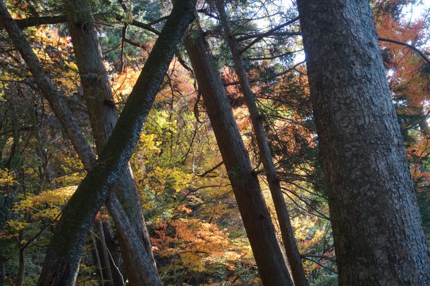 紅葉と一緒に文化の秋もいかがでしょう？後編