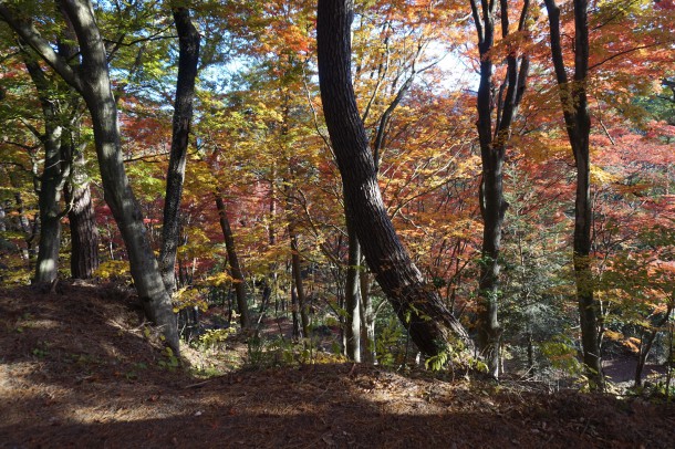 紅葉と一緒に文化の秋もいかがでしょう？後編