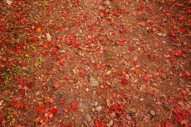 紅葉と一緒に文化の秋もいかがでしょう？後編