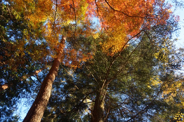 紅葉と一緒に文化の秋もいかがでしょう？後編