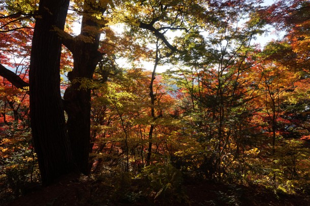 紅葉と一緒に文化の秋もいかがでしょう？後編