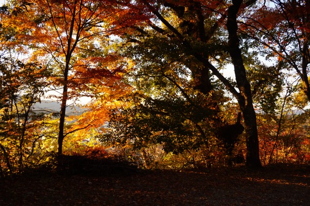 紅葉と一緒に文化の秋もいかがでしょう？後編