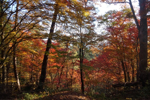 紅葉と一緒に文化の秋もいかがでしょう？後編