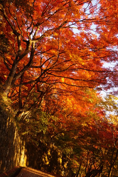 紅葉と一緒に文化の秋もいかがでしょう？後編