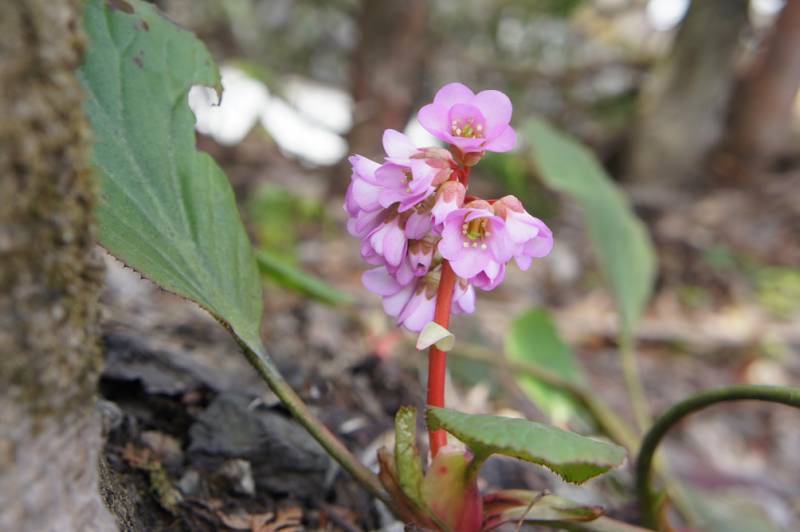 雪割草も綺麗に開花しましたよ