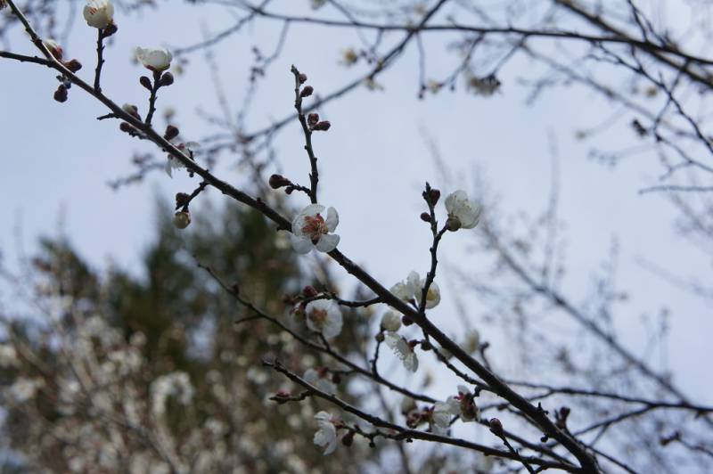 梅も開花しました✿