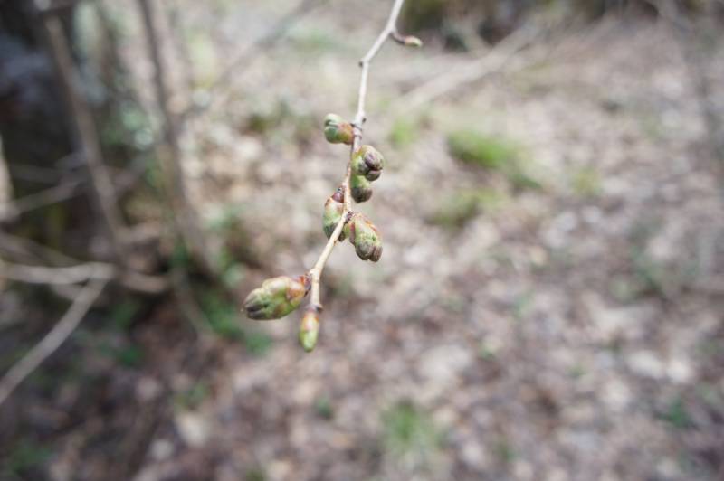 春と言えば桜・・ですが開花はまだ先です