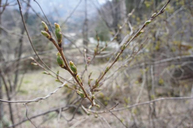 4月8日の桜のつぼみ