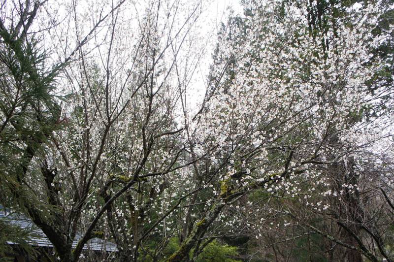 福地温泉～今年の桜開花予想～